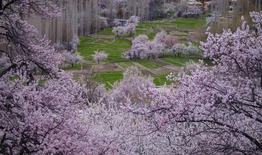 Skardu Valley Blossom Tour