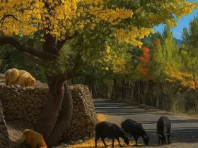 Islamabad Gilgit Hunza Skardu tours