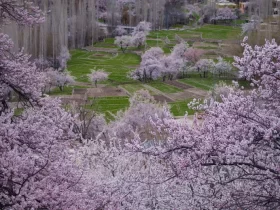 Skardu Valley Blossom Tour